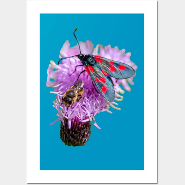 Burnet Moth and Honey Bee Wall Art by dalyndigaital2@gmail.com